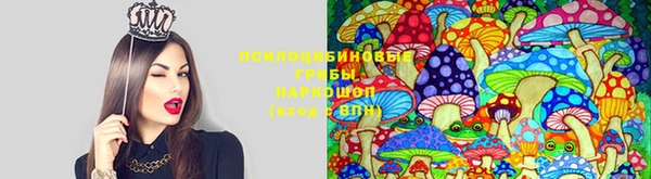 шишки Абаза